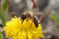 Andrena flavipes