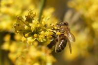 Apis mellifera