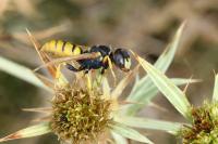 Philanthus triangulum
