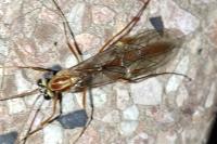Ophion obscuratus