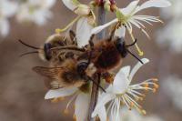 Colletes cunicularius