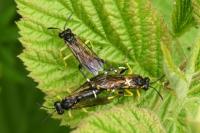 Macrophya montana