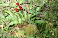 Diplolepis rosae