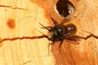 Osmia cornuta