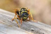 Polistes dominula