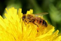 Apis mellifera