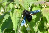 Xylocopa