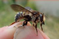Anthidium septemspinosum