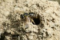 Lasioglossum