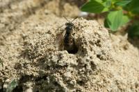 Lasioglossum