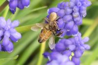 Apis mellifera