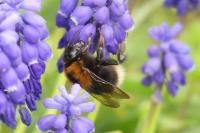 Bombus hypnorum