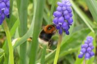 Bombus hypnorum