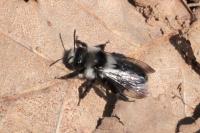Andrena cineraria
