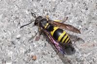 Ancistrocerus nigricornis