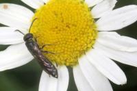 Sapygina decemguttata