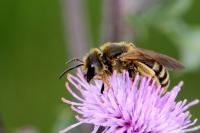 Halictus scabiosae