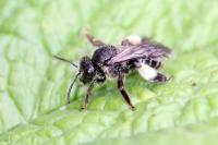 Macropis europaea