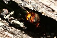 Vespa crabro
