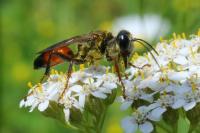 Sphex funerarius