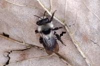 Andrena cineraria