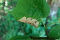 Parna apicalis