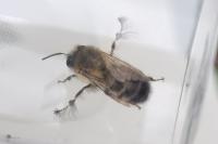 Anthophora plumipes