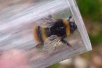 Bombus pratorum