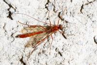 Ophion scutellaris