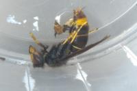Vespa velutina