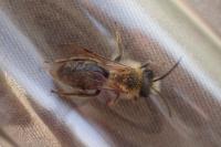 Andrena