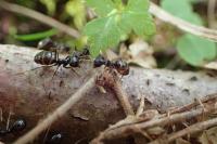 Lasius fuliginosus