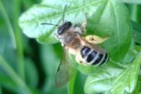 Andrena gravida