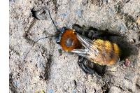 Andrena fulva