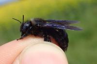 Xylocopa iris