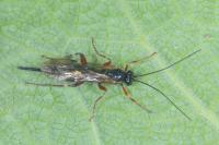 Pimpla turionellae