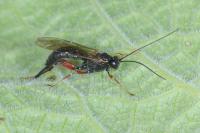 Pimpla turionellae