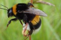 Bombus terrestris