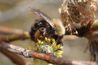 Andrena clarkella