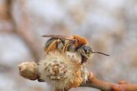Andrena haemorrhoa