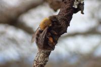 Andrena clarkella