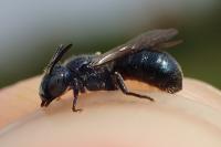 Ceratina cyanea