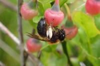 Andrena lapponica
