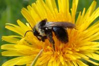 Andrena cineraria