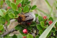 Bombus hypnorum
