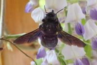 Xylocopa valga