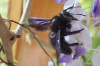 Xylocopa valga