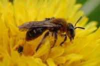 Andrena lagopus
