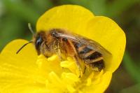 Andrena flavipes