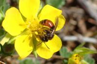 Andrena potentillae